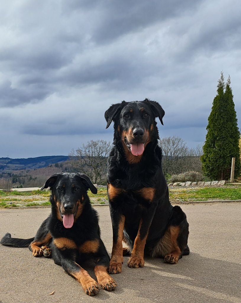 chiot Berger de Beauce du Paradis des Evaux