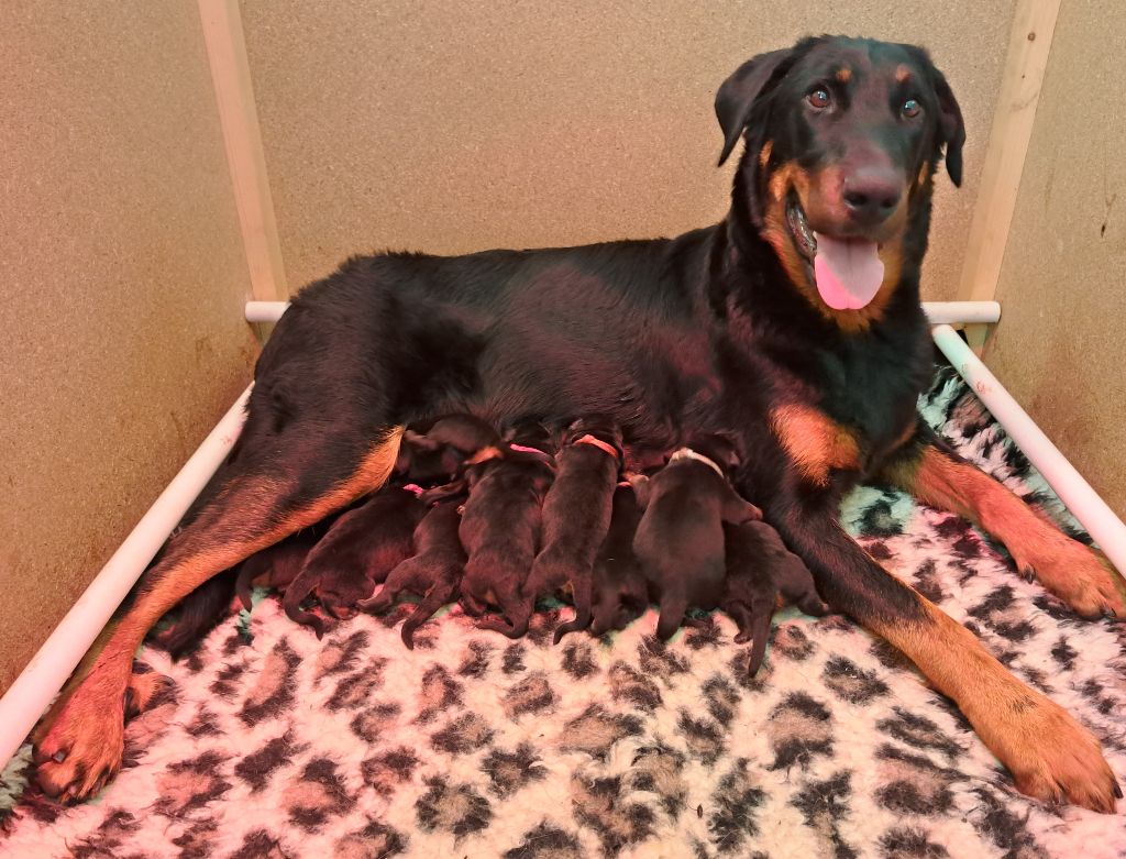 chiot Berger de Beauce du Paradis des Evaux