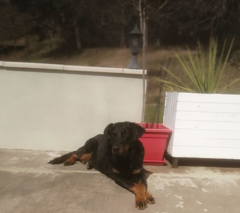 NOS CHIENS