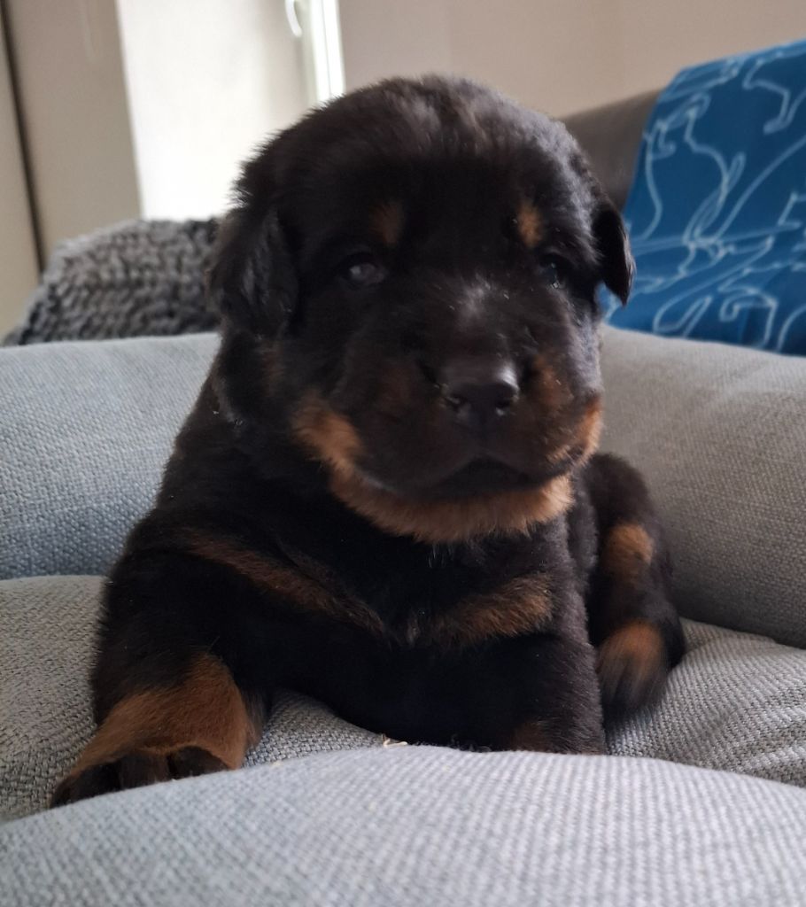 du Paradis des Evaux - Chiots disponibles - Berger de Beauce