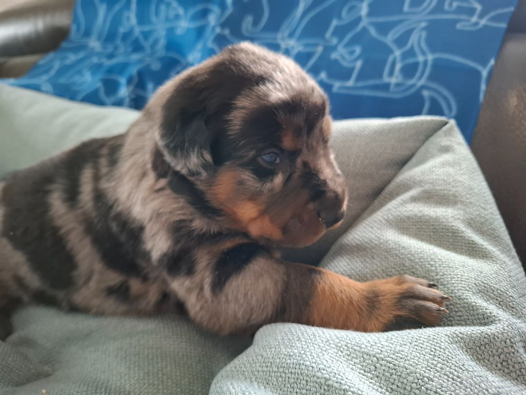 du Paradis des Evaux - Chiots disponibles - Berger de Beauce