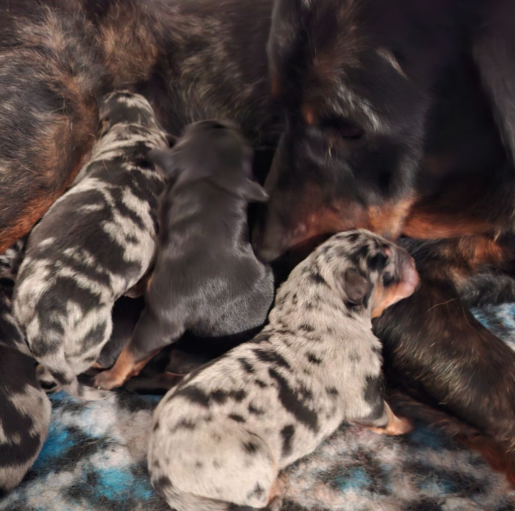 Chiot Berger de Beauce du Paradis des Evaux