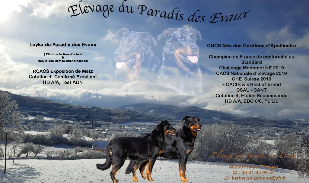 du Paradis des Evaux - Berger de Beauce - Portée née le 30/04/2021